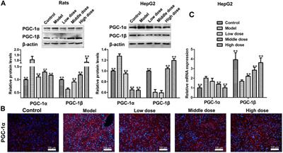 Hengshun Aromatic Vinegar Improves Glycolipid Metabolism in Type 2 Diabetes Mellitus via Regulating PGC-1α/PGC-1β Pathway